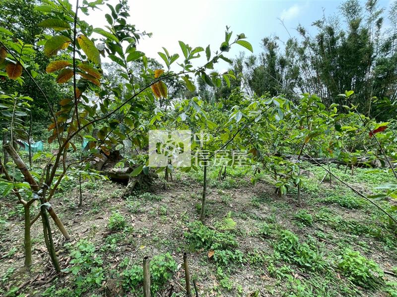 大溪落羽松小坪數一般農地房屋室內格局與周邊環境