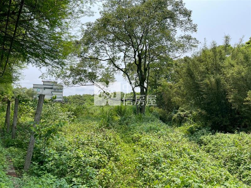 大溪落羽松小坪數一般農地房屋室內格局與周邊環境