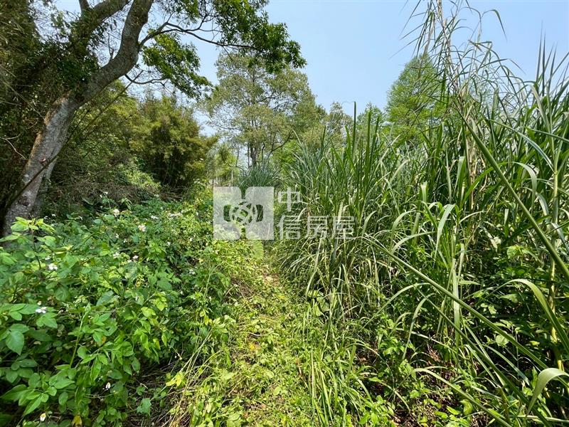 大溪落羽松小坪數一般農地房屋室內格局與周邊環境