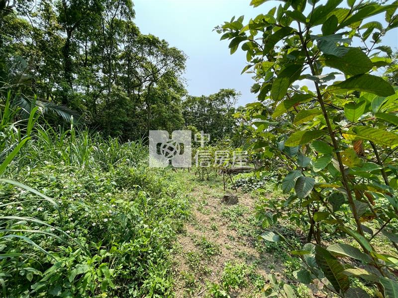 大溪落羽松小坪數一般農地房屋室內格局與周邊環境