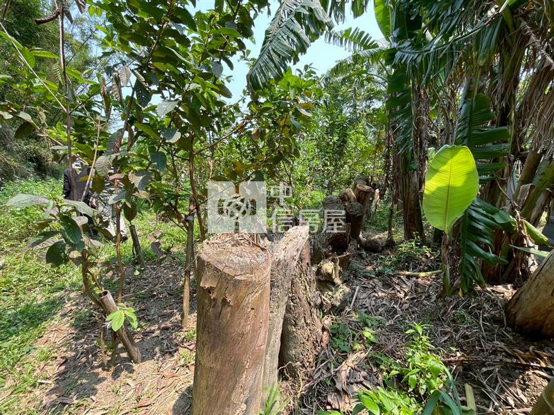 大溪落羽松小坪數一般農地房屋室內格局與周邊環境