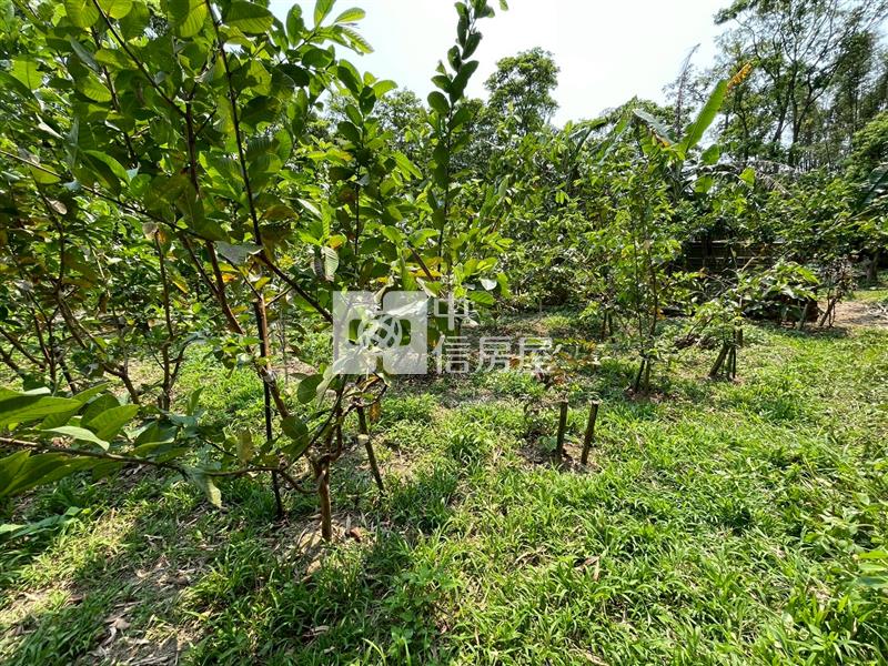 大溪落羽松小坪數一般農地房屋室內格局與周邊環境