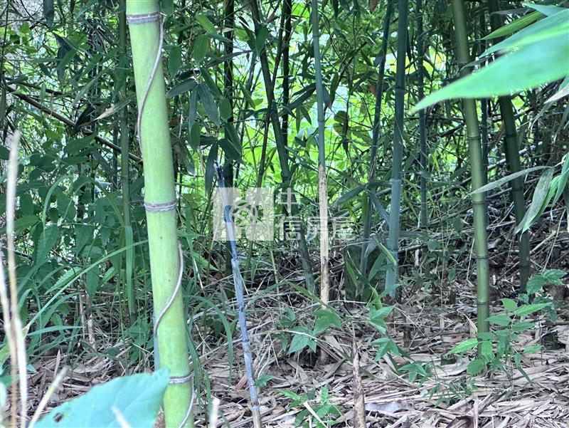 后里圳寮山坡地房屋室內格局與周邊環境