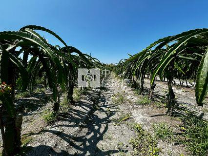 埤頭火龍果芭樂園房屋室內格局與周邊環境