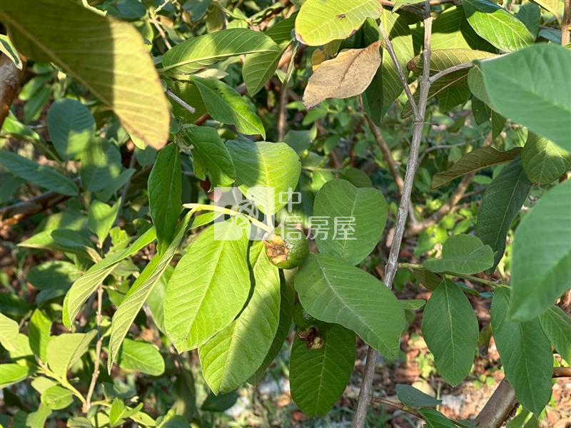 大崗山地平坦芭樂農地房屋室內格局與周邊環境