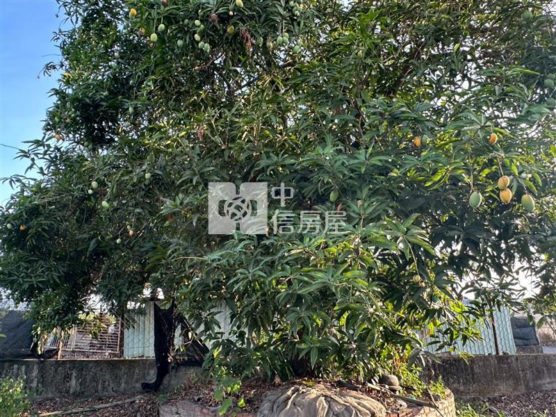 大崗山地平坦芭樂農地房屋室內格局與周邊環境
