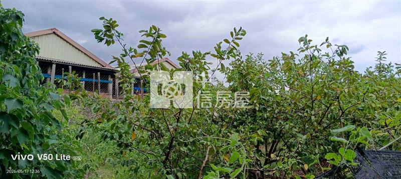 大崗山地平坦芭樂農地房屋室內格局與周邊環境