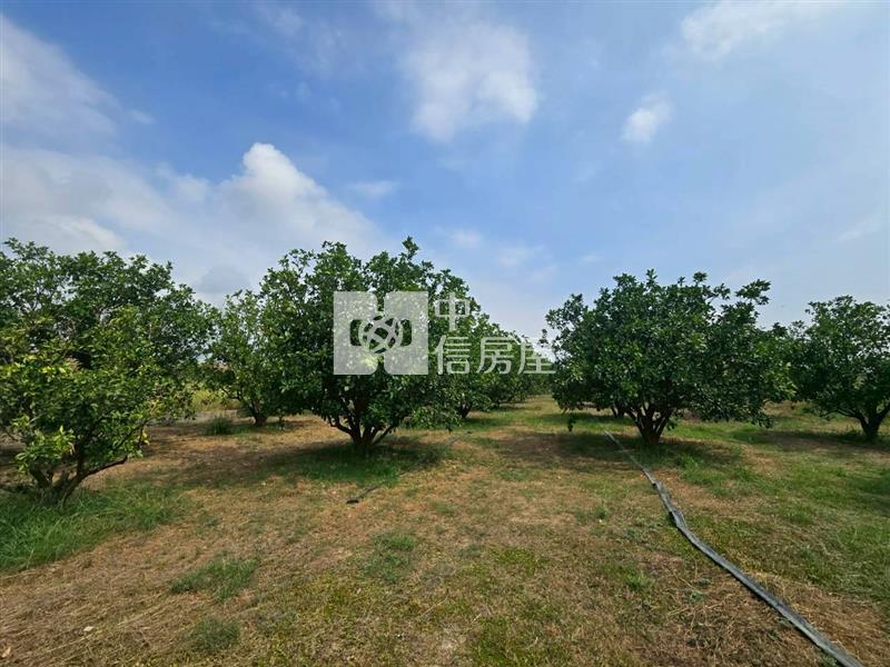 麻豆稀有近千坪農地+老欉柚樹