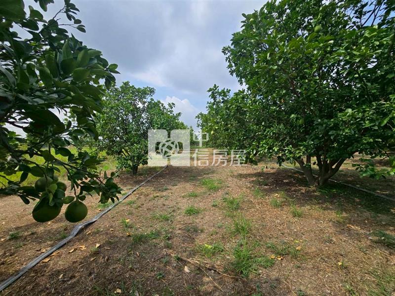 麻豆稀有近千坪農地+老欉柚樹房屋室內格局與周邊環境
