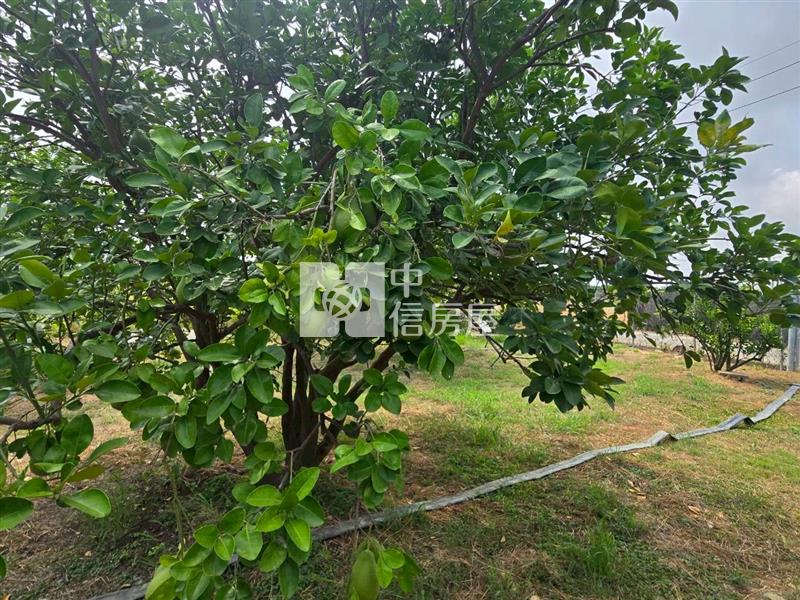 麻豆稀有近千坪農地+老欉柚樹房屋室內格局與周邊環境