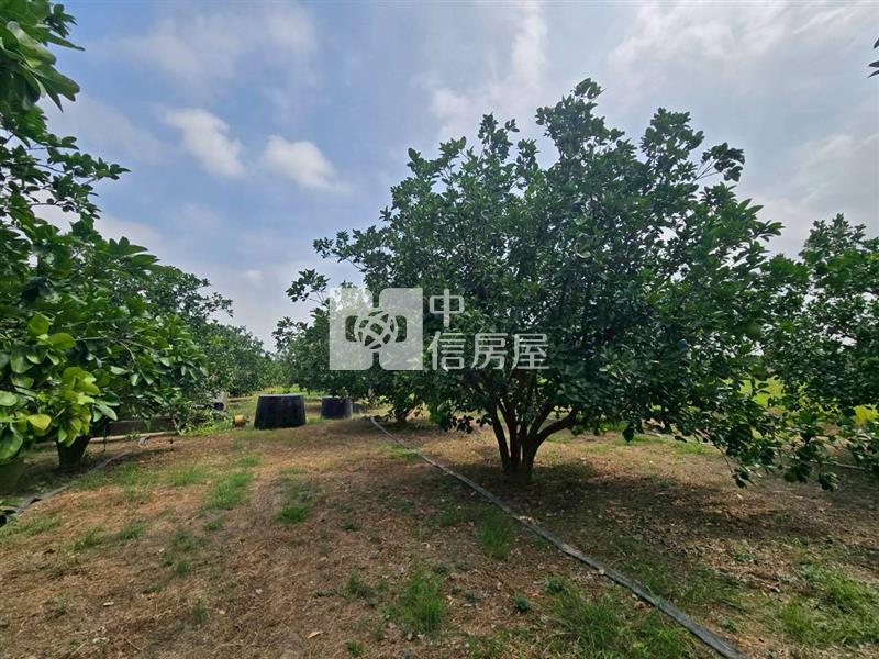 麻豆稀有近千坪農地+老欉柚樹房屋室內格局與周邊環境