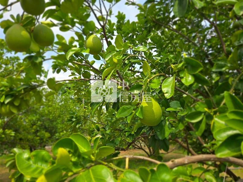 麻豆稀有近千坪農地+老欉柚樹房屋室內格局與周邊環境