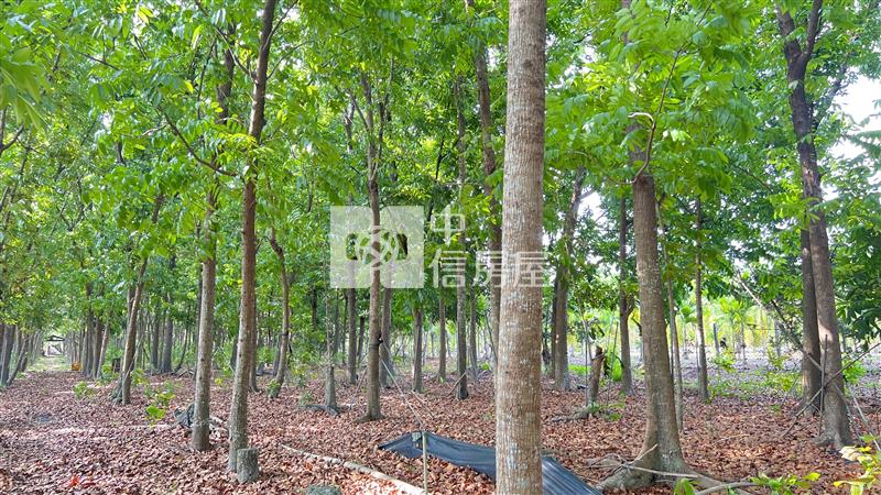 屏東土地"內埔無患子農舍"房屋室內格局與周邊環境