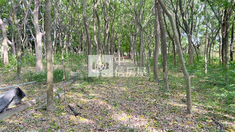 屏東土地"內埔無患子農舍"房屋室內格局與周邊環境