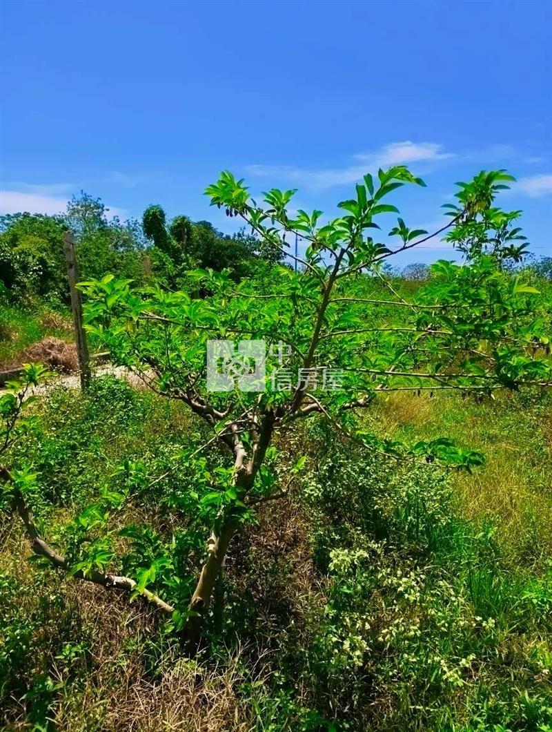J1-48太麻里一般農業區農地(專任)房屋室內格局與周邊環境