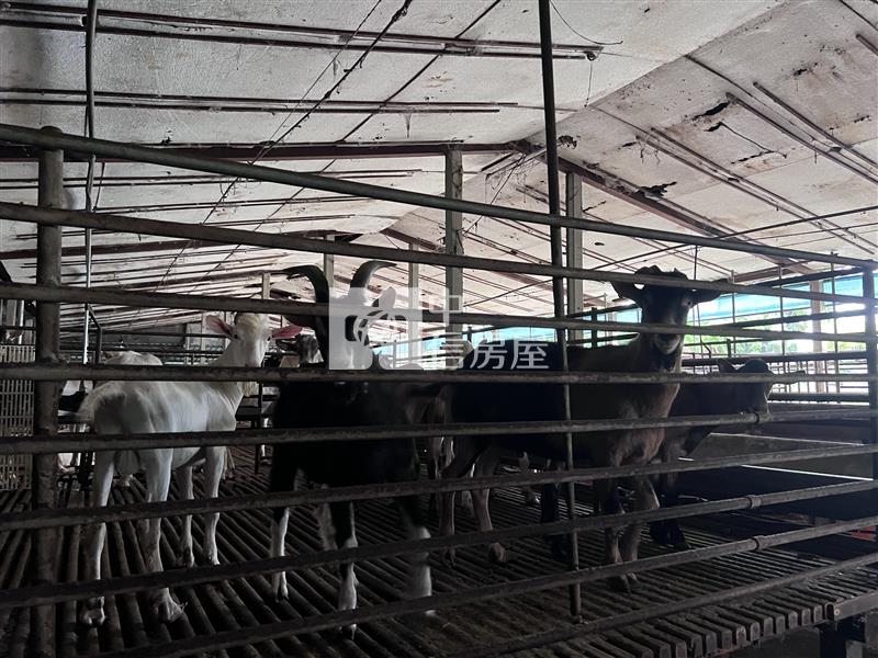 知義都內6.2分農地送房舍房屋室內格局與周邊環境