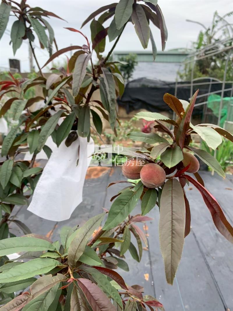 社子國小美田489坪(附合法資材室15.9坪)房屋室內格局與周邊環境