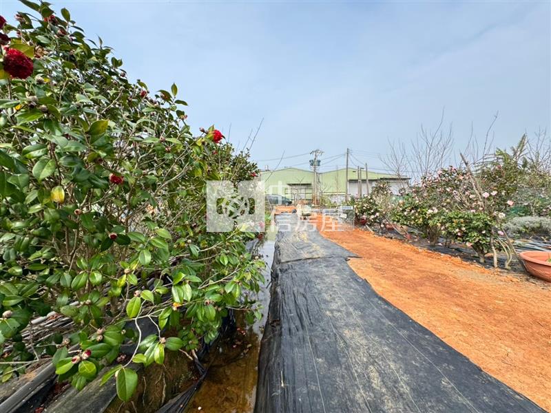 社子國小美田489坪(附合法資材室15.9坪)房屋室內格局與周邊環境