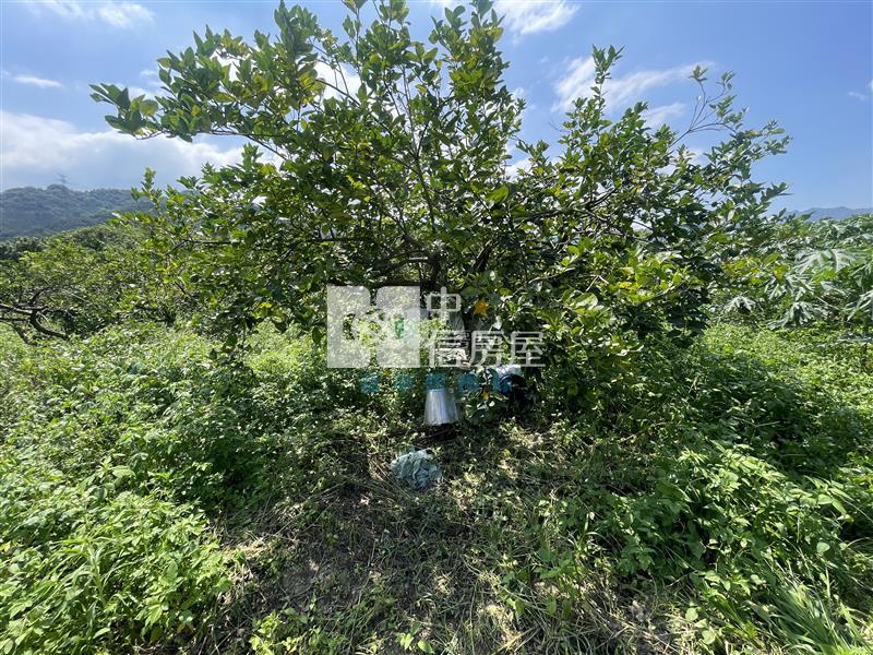 【新夢想】南投國姓長流國小8米路旁有機農房屋室內格局與周邊環境