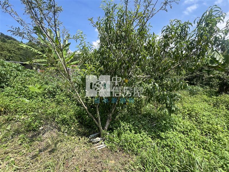 【新夢想】南投國姓長流國小8米路旁有機農房屋室內格局與周邊環境