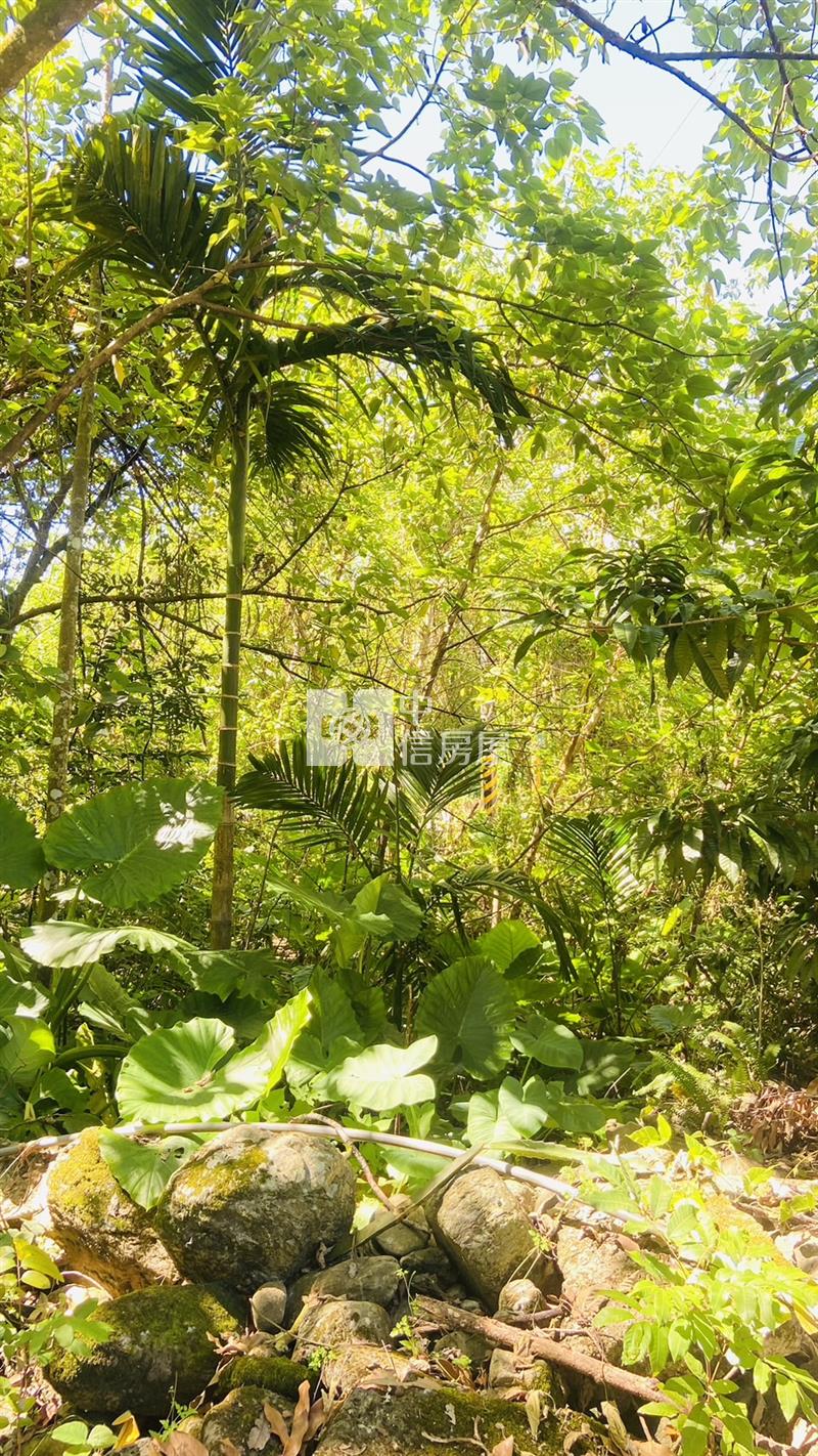 專任鳳林林榮段稀有優質農地房屋室內格局與周邊環境