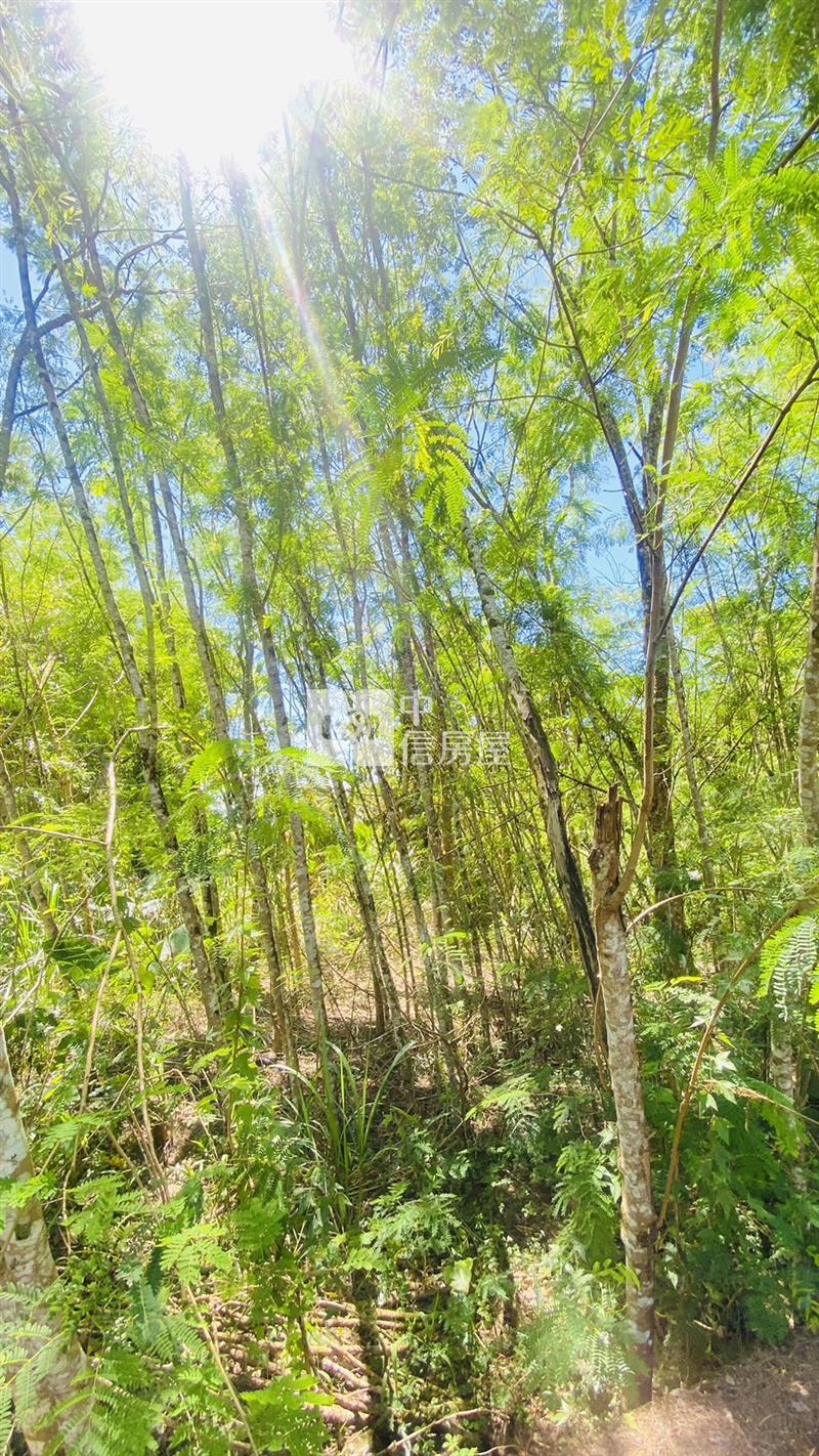 專任鳳林林榮段小坪數農地房屋室內格局與周邊環境