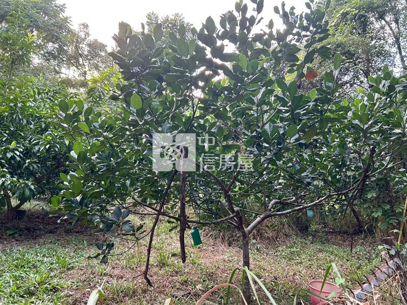 新化球場鳳凰山莊旁一般方正農地房屋室內格局與周邊環境
