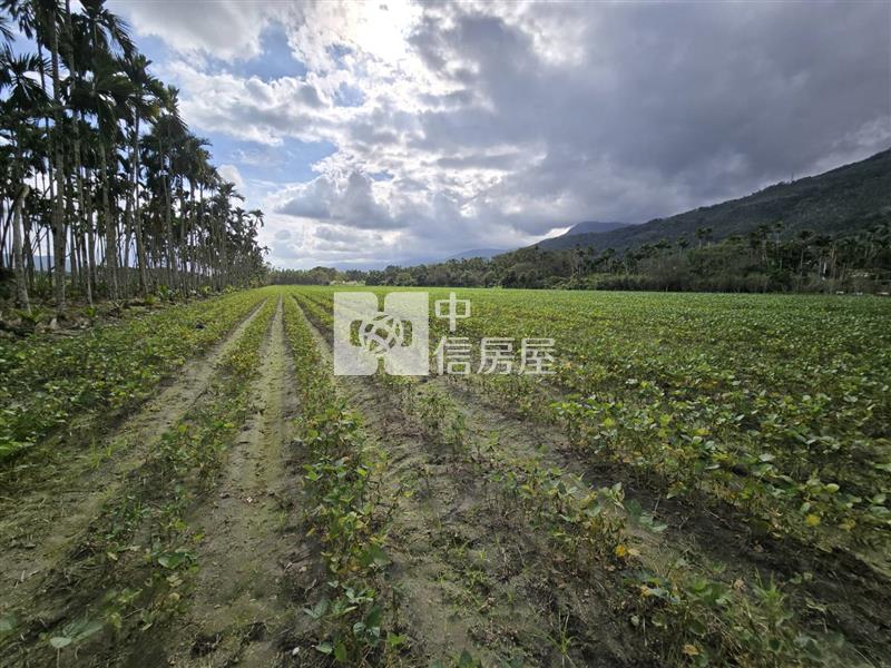 花蓮縣光復鄉大全段千坪農地房屋室內格局與周邊環境