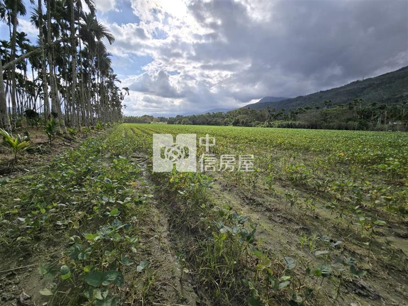 花蓮縣光復鄉大全段千坪農地房屋室內格局與周邊環境