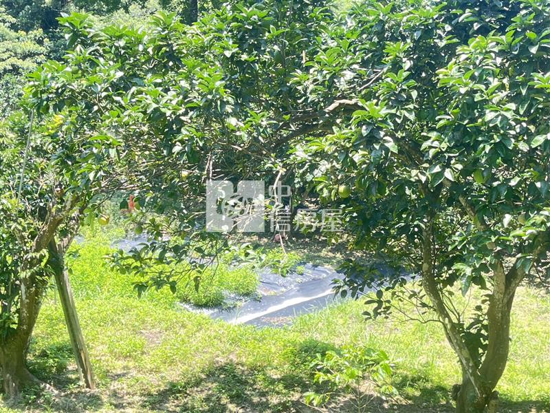 南庄合法農舍莊園果菜園農地C房屋室內格局與周邊環境