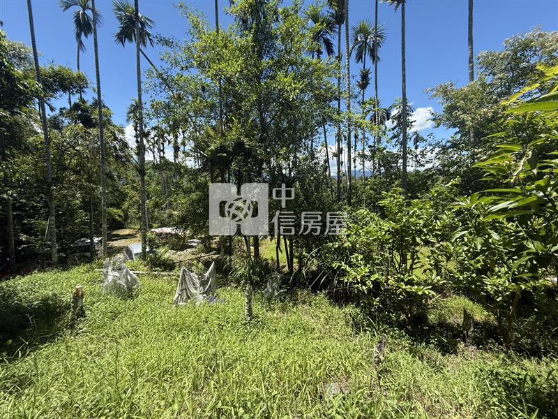 光復阿托莫有水有電 山坡地保育地農牧用地房屋室內格局與周邊環境