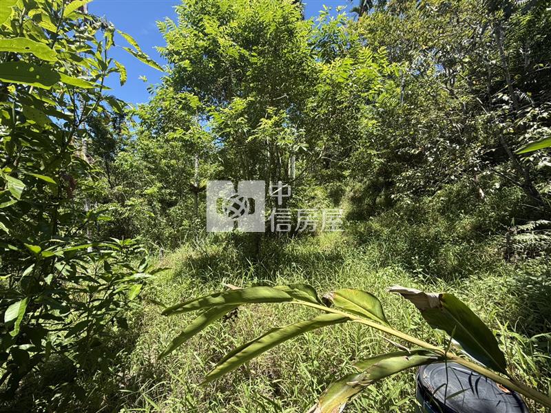 光復阿托莫有水有電 山坡地保育地農牧用地房屋室內格局與周邊環境