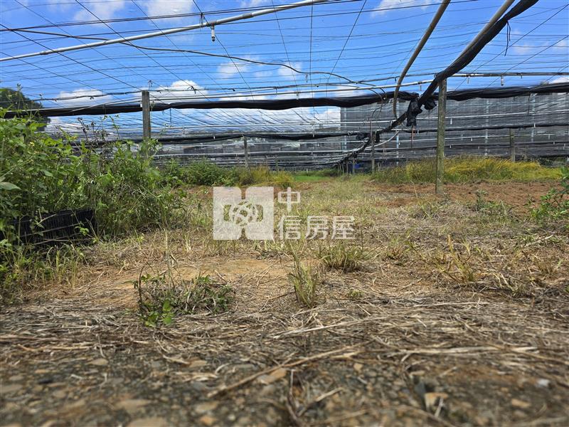 新社大南國小平坦農地房屋室內格局與周邊環境