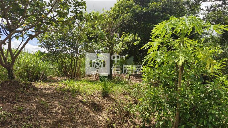 【安家】專任平鎮都內投資農地中庸段(持分)房屋室內格局與周邊環境