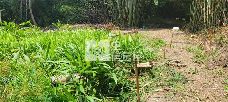 大溪信義路小農地房屋室內格局與周邊環境