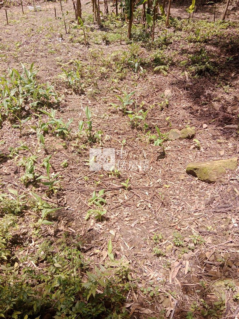 大溪福安段艽芎古道小農地房屋室內格局與周邊環境