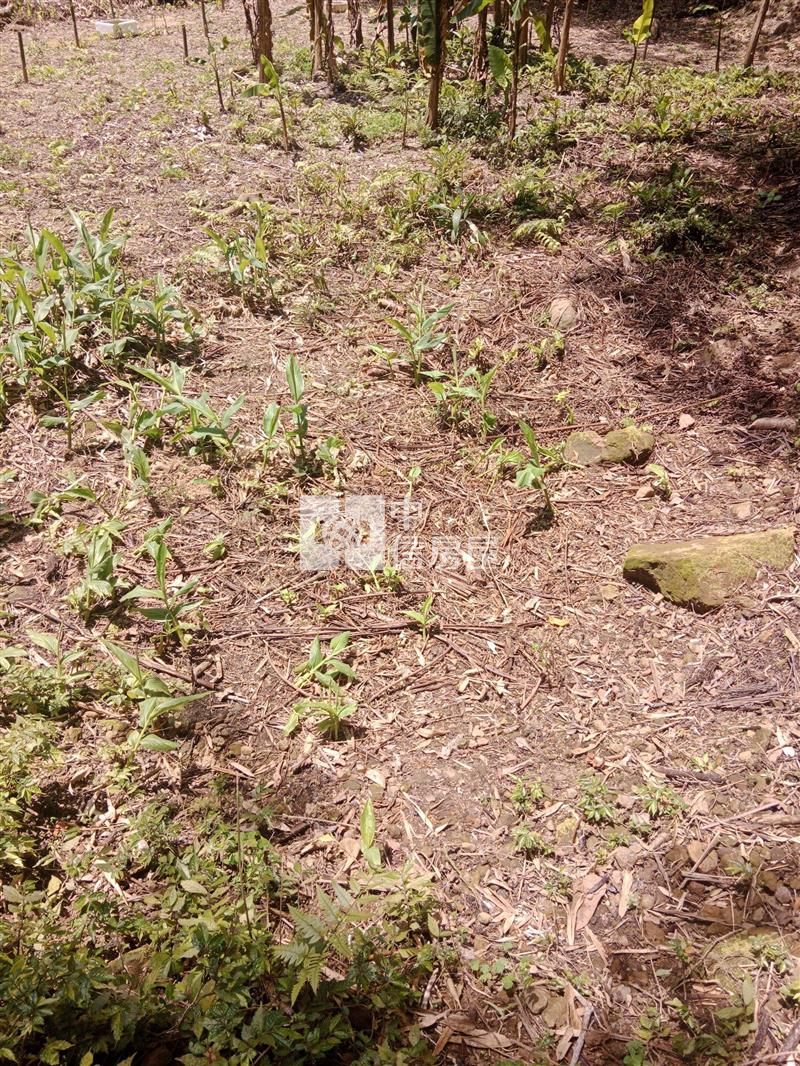 大溪福安段艽芎古道小農地房屋室內格局與周邊環境
