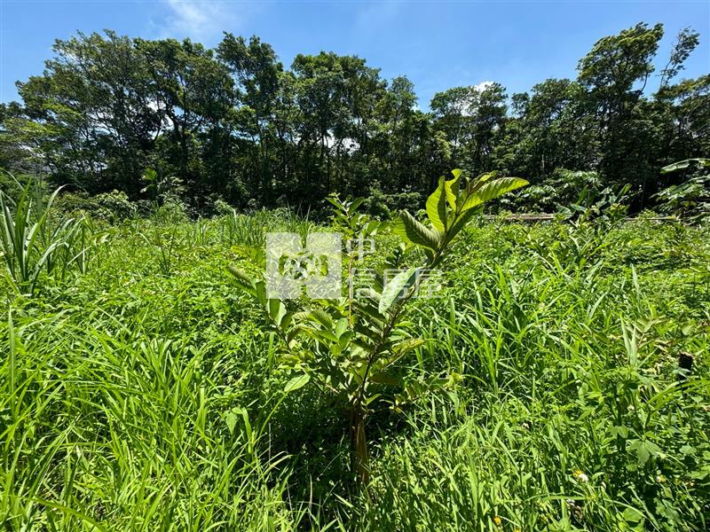 大溪瑞源段落羽松農地房屋室內格局與周邊環境