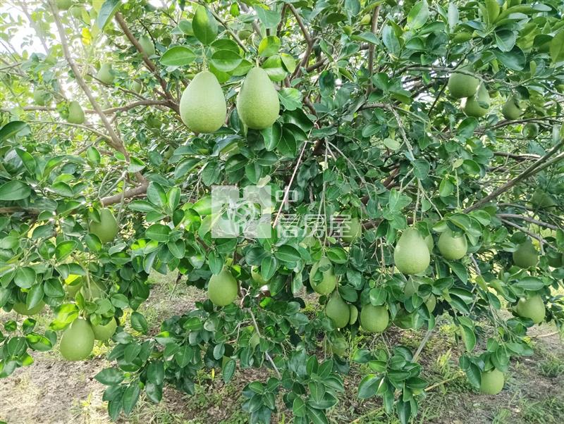 9E28 麻豆柚農地房屋室內格局與周邊環境