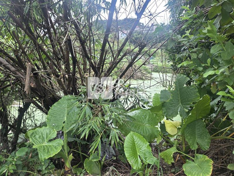F028 綠葉馬路旁農地房屋室內格局與周邊環境
