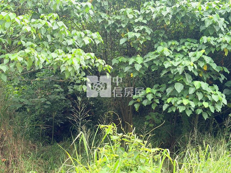 專-關廟近國3超便利175農地房屋室內格局與周邊環境