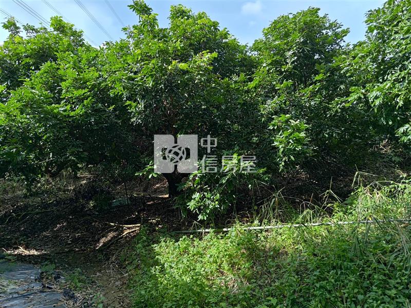 大內南寶球場前2.8分附水電農地(專)房屋室內格局與周邊環境