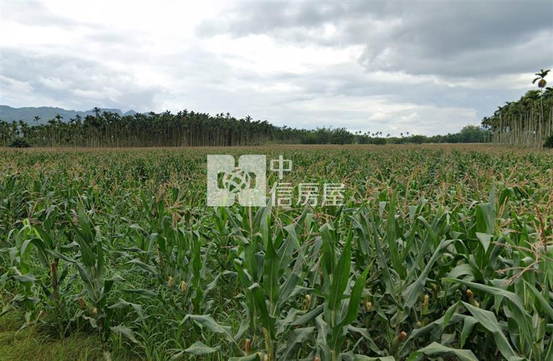 光復鄉大坪數承租權平坦農地(C32)