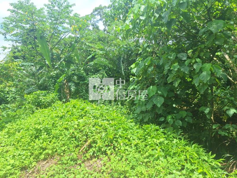 東山咖啡公路旁休閒美農地